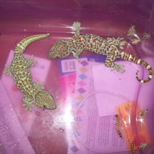 pair 1