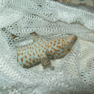 jewel