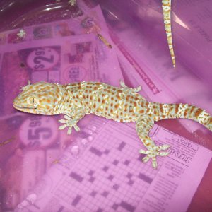 rex