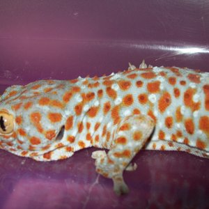 rex