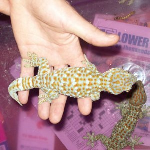 jewel