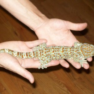 rex