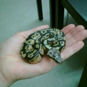 Baby Pastel