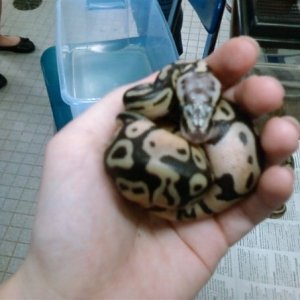 Baby Pastel