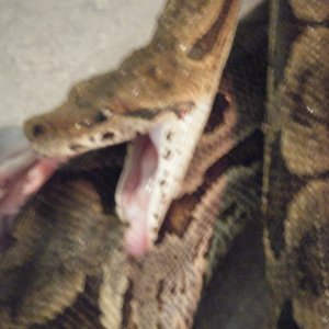 Carlos with Tooth Stuck