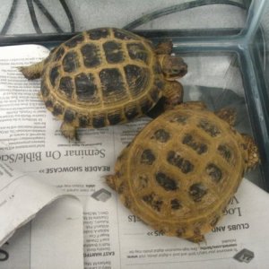 Demitri and Svetlana