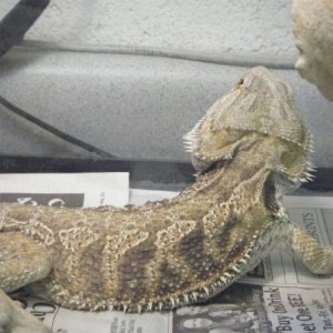 Draco