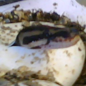 Ball Hatching