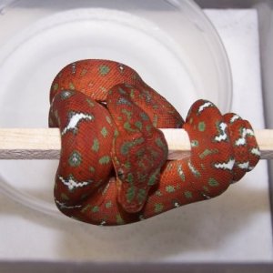 Emerald Boa Juvi