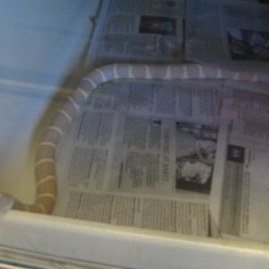 Ice