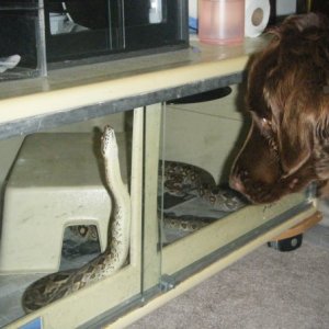 Carlos & Hershey