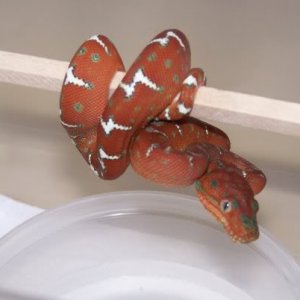 Emerald Boa Juvi
