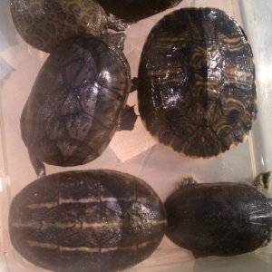 Three Striped Mud / Loggerhead