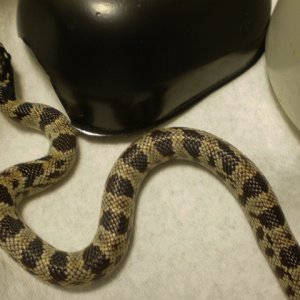 Jungle_corns_004