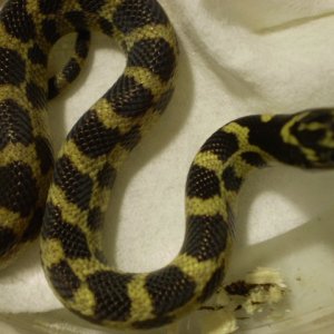 Jungle_corns_006