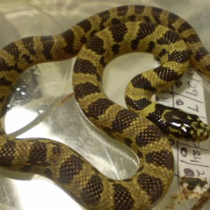 Jungle_corns_007