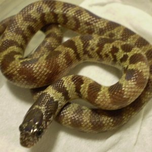 Jungle_corns_009