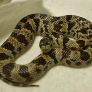 Jungle_corns_010