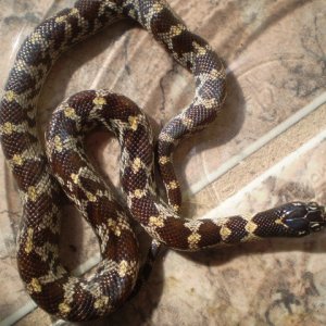 Jungle_corns_014