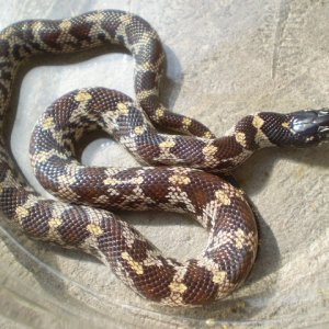 Jungle_corns_015