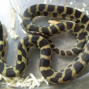 Jungle_corns_017