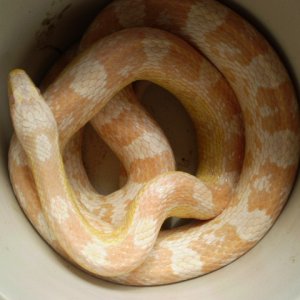 Jungle_corns_020