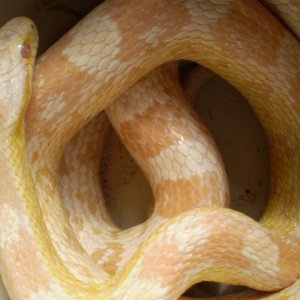 Jungle_corns_021
