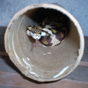 Jungle_corns_022