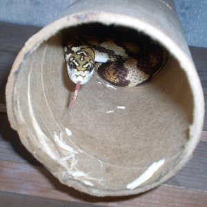 Jungle_corns_023