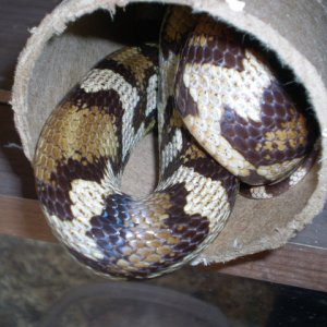 Jungle_corns_025