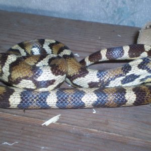 Jungle_corns_026