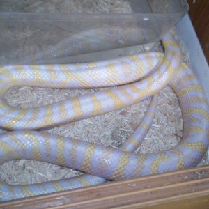 Jungle_corns_027