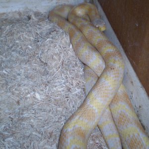 Jungle_corns_030
