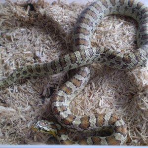 Jungle_corns_032