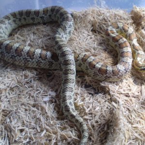 Jungle_corns_033