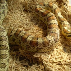 Jungle_corns_035