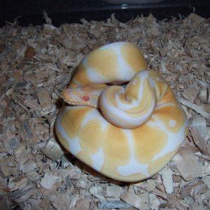 '10 female albino