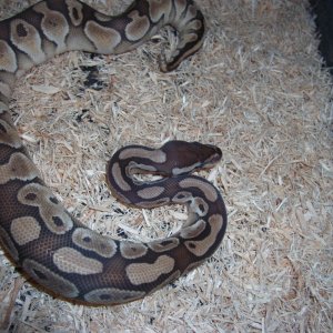 '10 male butter