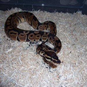 '10 male het. albino