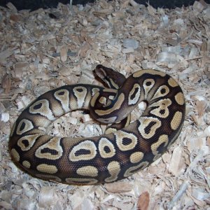 '10 female mojave #1