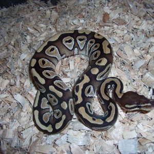 '10 female mojave #2