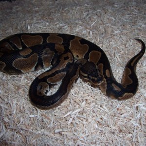 '10 female normal