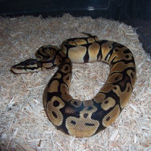 '10 female pastel