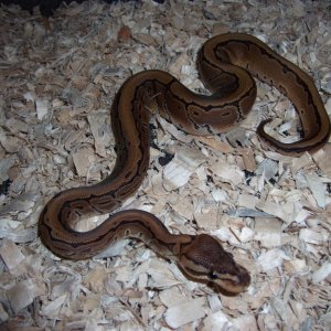 '10 male pinstripe
