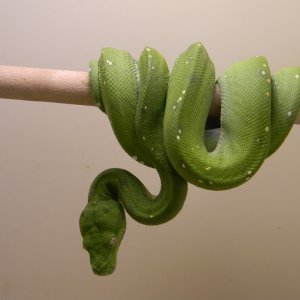 Aru type GTP