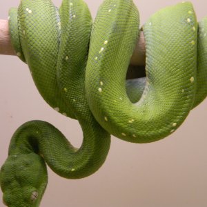 Aru type GTP