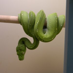 Aru type GTP