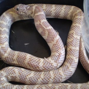 '08 Ghost King, xtra Male Fl/Cal.
