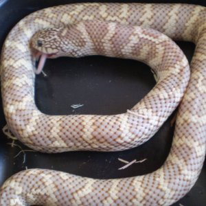 '08 Ghost King, xtra Male Fl/Cal.