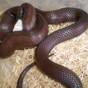 Palomar Ghost x Mex.Black (f1)